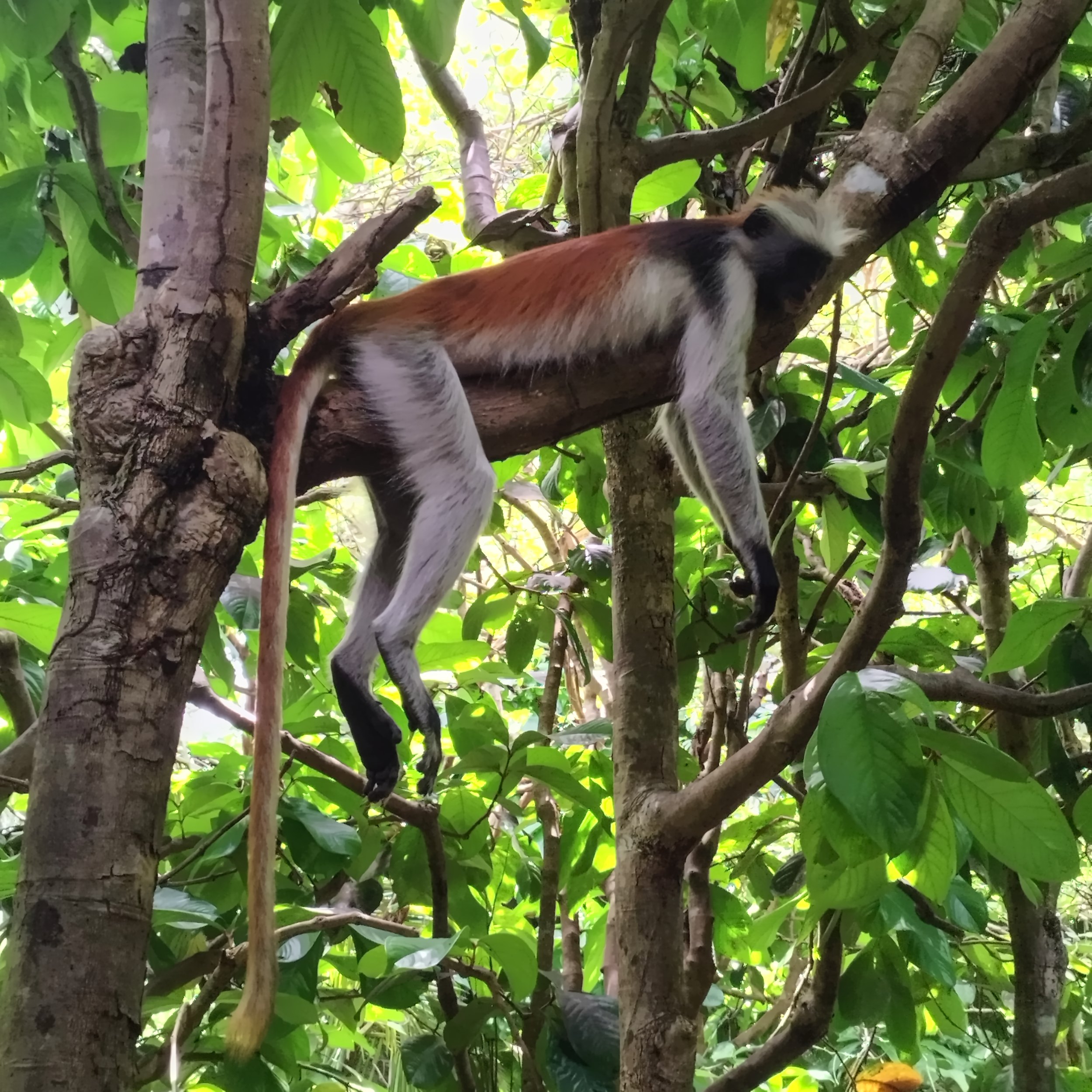 Red Colobus monkey in Zanzibar, Tanzania | Nomad year 2024 summary | FinnsAway Travel Blog