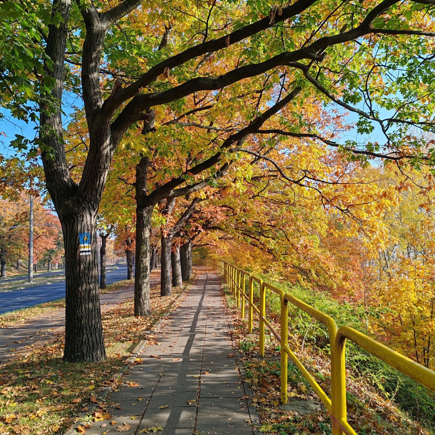 Autumn leaves in Torun, Poland | Nomad year 2024 summary | FinnsAway Travel Blog