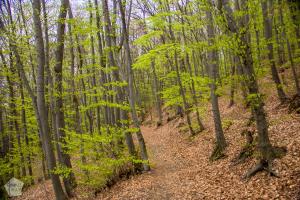 Hiking in Vitosha Nature Park Bulgaria | FinnsAway Travel Blog