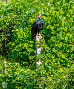 Hiking in beautiful Viñales, Cuba | FinnsAway Travel Blog