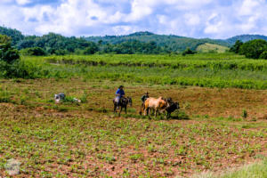 Hiking in beautiful Viñales, Cuba | FinnsAway Travel Blog