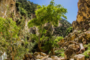 Hiking in Avakas Gorge in Paphos district, Cyprus | FinnsAway Travel Blog