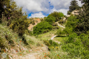 Hiking in Avakas Gorge in Paphos district, Cyprus | FinnsAway Travel Blog