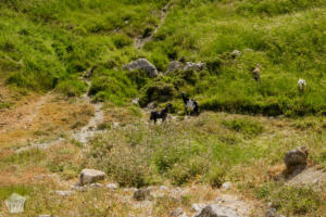 Hiking in Avakas Gorge in Paphos district, Cyprus | FinnsAway Travel Blog