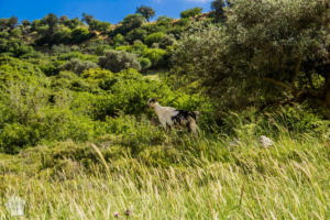 Hiking in Avakas Gorge in Paphos district, Cyprus | FinnsAway Travel Blog