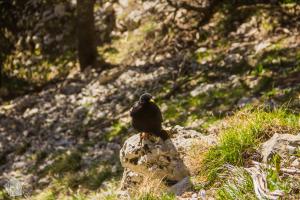 Day hike around Chamechaude, the highest peak of Chartreuse massif in eastern France, close to the city of Grenoble. What to expect and how to plan your hike. | FinnsAway travel blog