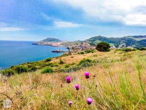 Charming port town of Collioure by the Mediterranean Sea in French Catalonia | FinnsAway Travel Blog