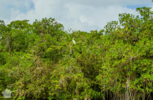 Boat ride along Rio Dulce | Travel guide to Rio Dulce and Livingston in the Caribbean side of Guatemala | FinnsAway Travel Blog