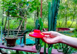 Feeding a humming bird in Casa Perico | Travel guide to Rio Dulce and Livingston in the Caribbean side of Guatemala | FinnsAway Travel Blog