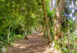 Los Naranjos Archaeological & Ecological Park | Lago de Yojoa Lake, Honduras | FinnsAway Travel Blog