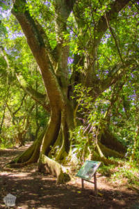 Los Naranjos Archaeological & Ecological Park | Lago de Yojoa Lake, Honduras | FinnsAway Travel Blog