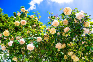 Huge roses in Constancia