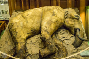 Sopkarga mammoth in Taymyr Regional Museum