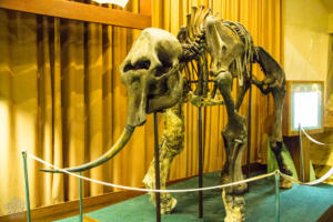 Sopkarga mammoth in Taymyr Regional Museum