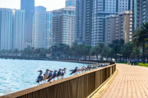 Short guide to sights and things to do in Sharjah and Ajman. | FinnsAway Travel Blog