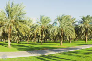 Short guide to sights and things to do in Sharjah and Ajman. | FinnsAway Travel Blog