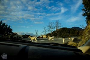 roadtrip_to_meteora_03.jpg