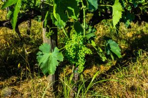 Colle-Sorripa-wine-producer | FinnsAway