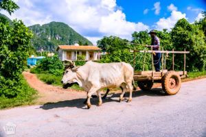 Rural Viñales, Cuba, offers great possibilities for hiking and other outdoor activities | FinnsAway Travel Blog