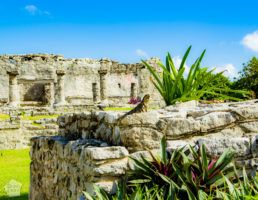 Iguana in the Mayan ruins of Tulum in Riviera Maya, Yucatan Peninsula, Mexico in October | FinnsAway Travel Blog